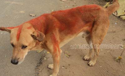22-12-13 dog with saffron paint